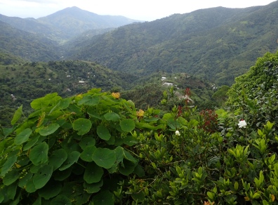View from the coffee farm