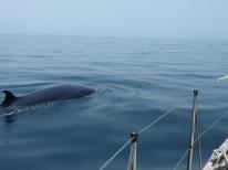 Bryde’s whale 2